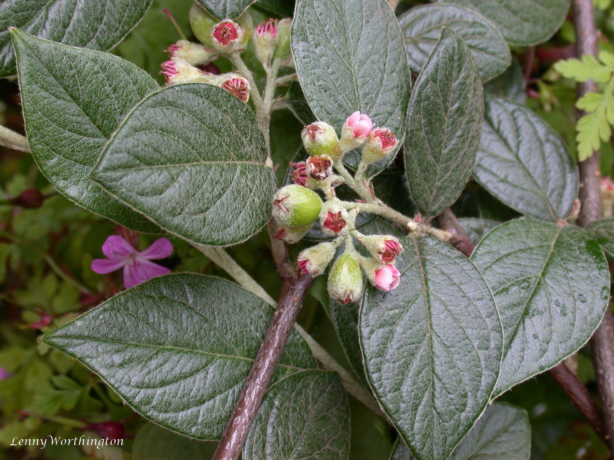 Cotoneaster sternianus