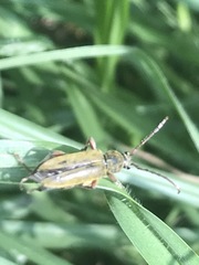 Ochraethes brevicornis