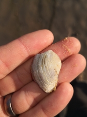 Irus crenatus