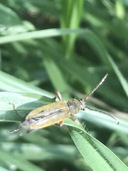 Ochraethes brevicornis