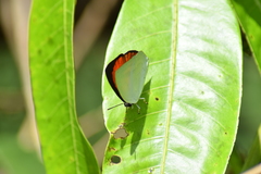 Curetis thetis