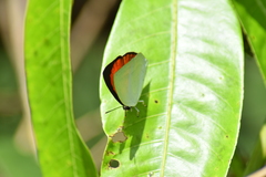 Curetis thetis