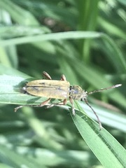 Ochraethes brevicornis