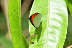 Curetis thetis