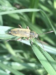 Ochraethes brevicornis