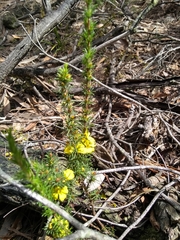 Hibbertia fasciculata