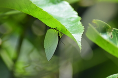 Curetis thetis
