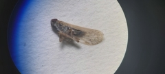 Pentastiridius