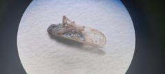 Pentastiridius