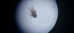 Pentastiridius