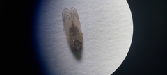 Pentastiridius