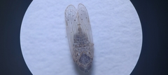 Pentastiridius