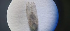 Pentastiridius