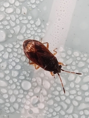 Stygnocoris