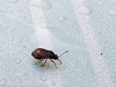 Stygnocoris