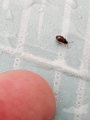 Stygnocoris