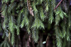 Echinodiopsis hispida