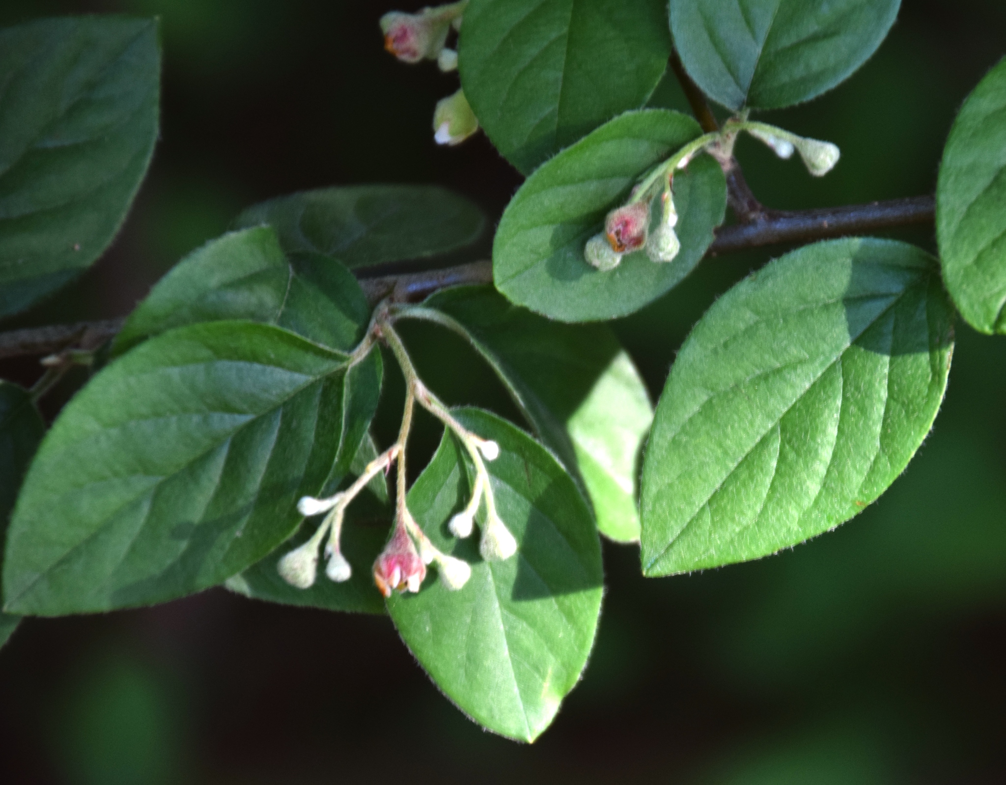 Cotoneaster zabelii