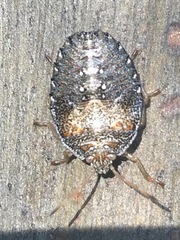 Ascra conspersa