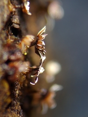 Diderma subasteroides