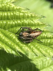 Oxyopes amoenus