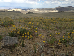 Ivesia lycopodioides