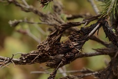 Herpotrichia juniperi