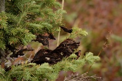 Herpotrichia juniperi