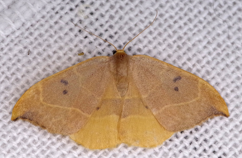Watsonalla binaria
