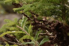 Herpotrichia juniperi