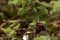 Herpotrichia juniperi