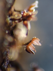 Diderma subasteroides