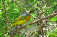 Telophorus sulfureopectus similis