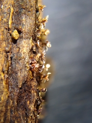 Diderma subasteroides