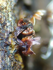 Diderma subasteroides