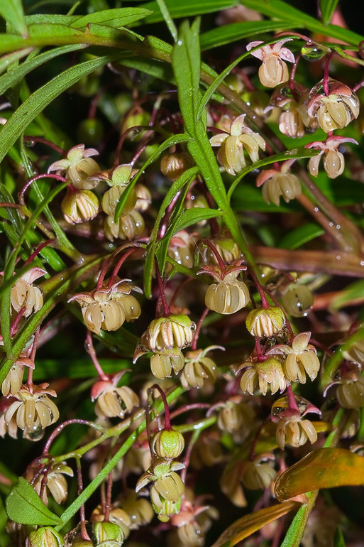 Dodonaea megazyga