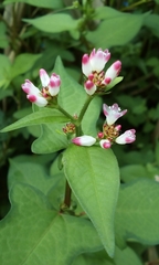Persicaria thunbergii