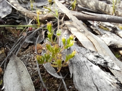 Millotia muelleri