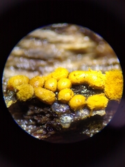 Oligonema persimile