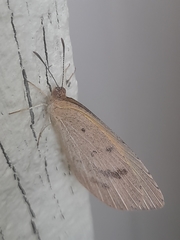 Eurema herla