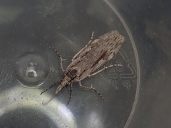 Scoparia indistinctalis