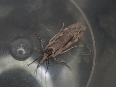 Scoparia indistinctalis