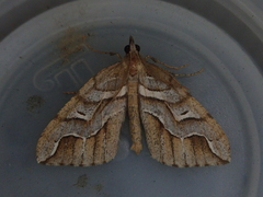 Chalastra aristarcha