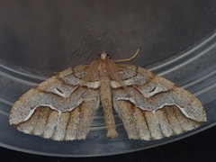 Chalastra aristarcha