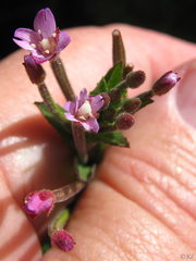 Epilobium ciliatum watsonii