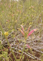 Anisotes formosissimus