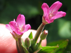 Epilobium ciliatum watsonii
