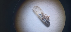 Pentastiridius