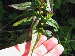 Epilobium ciliatum watsonii