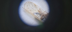 Pentastiridius